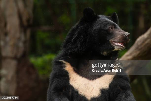 ursus thibetanus (asiatic black bear, himalayan black bear) - oso negro asiático fotografías e imágenes de stock