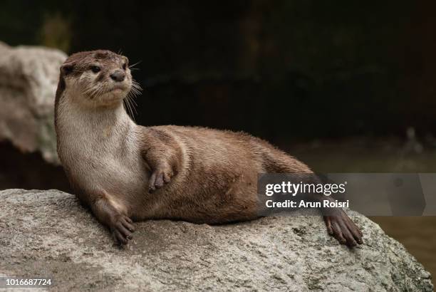 aonyx cinereus (asian small-clawed otter, oriental small-clawed otter, small-clawed otter) - lontra foto e immagini stock