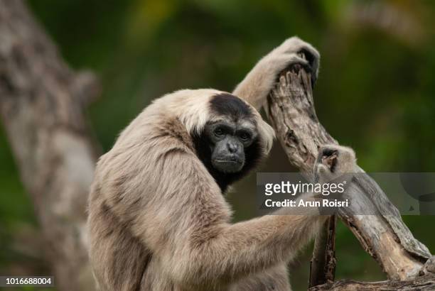 pileated gibbon : hylobates pileatus - pileated gibbon stock pictures, royalty-free photos & images