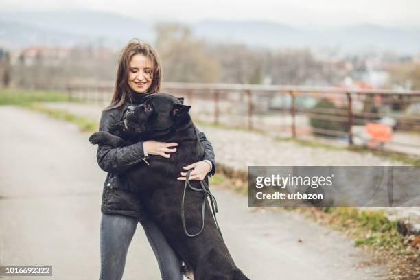 woman walking a dog in public park - cane corso stock pictures, royalty-free photos & images