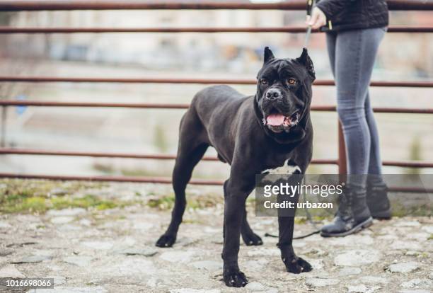 woman walking a dog in public park - cane corso stock pictures, royalty-free photos & images