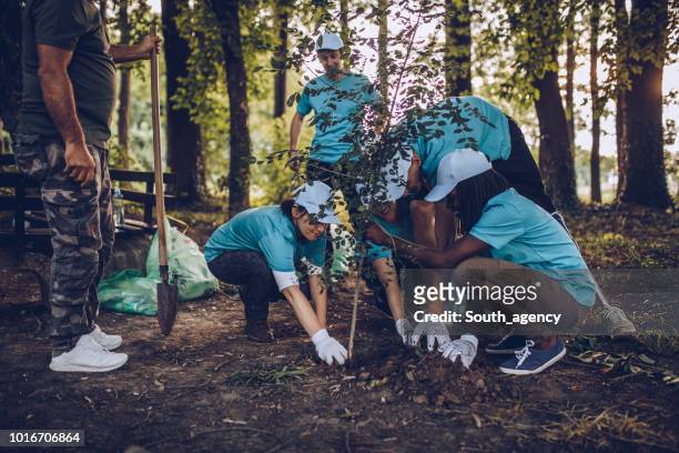 volunteers planting tree in park - activist stock pictures, royalty-free photos & images