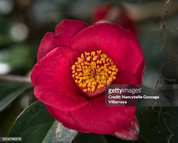 camellia japonica - pistil stock pictures, royalty-free photos & images