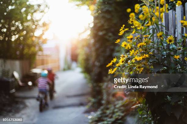 jeunes enfants faire du vélo dans une ruelle au coucher du soleil - montréal photos et images de collection