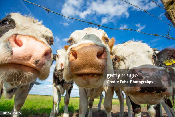 curious cows - happy cow stock-fotos und bilder