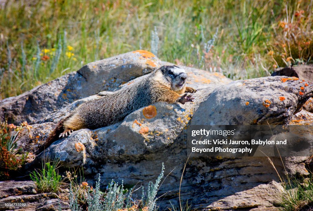 Close Up of Yellow-Bellied Marmot at Head Smashed in Buffalo Jump in Alberta, Canada