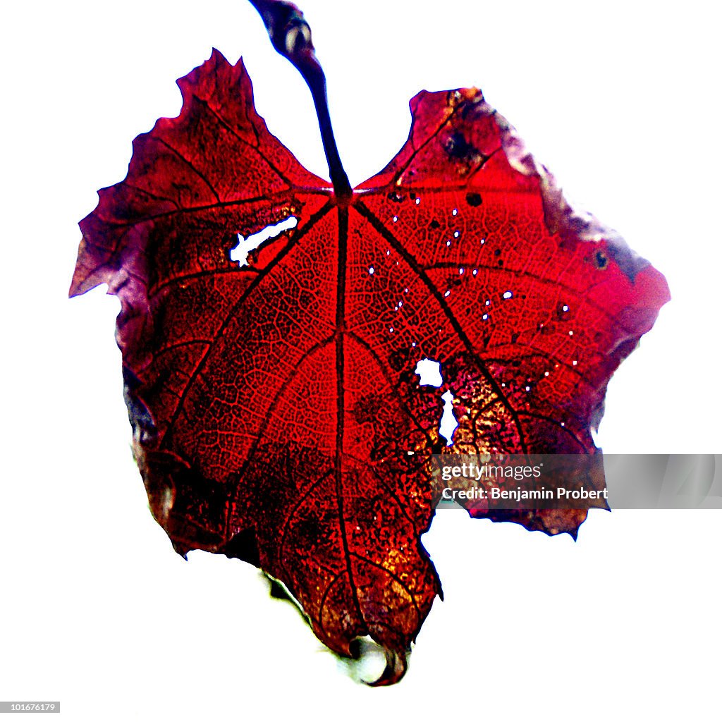 Red vine leaf on white, like a broken heart