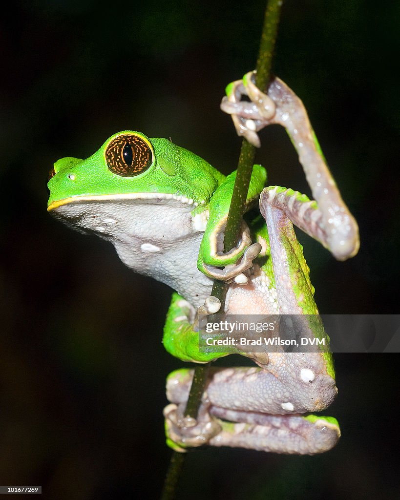 Phyllomedusa tarsius, Brown Belly Leaf Frog