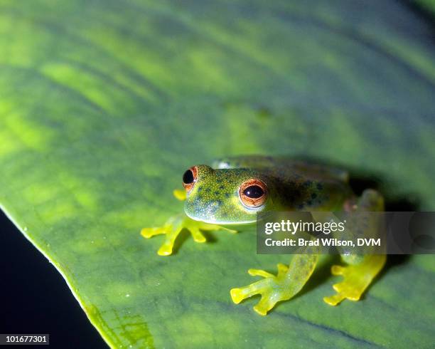 glass frog (unidentified) - glass frog stock pictures, royalty-free photos & images