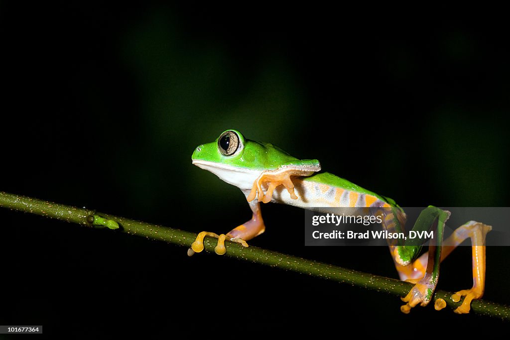 Phyllomedusa tomopterna, Tiger leg Monkey Frog