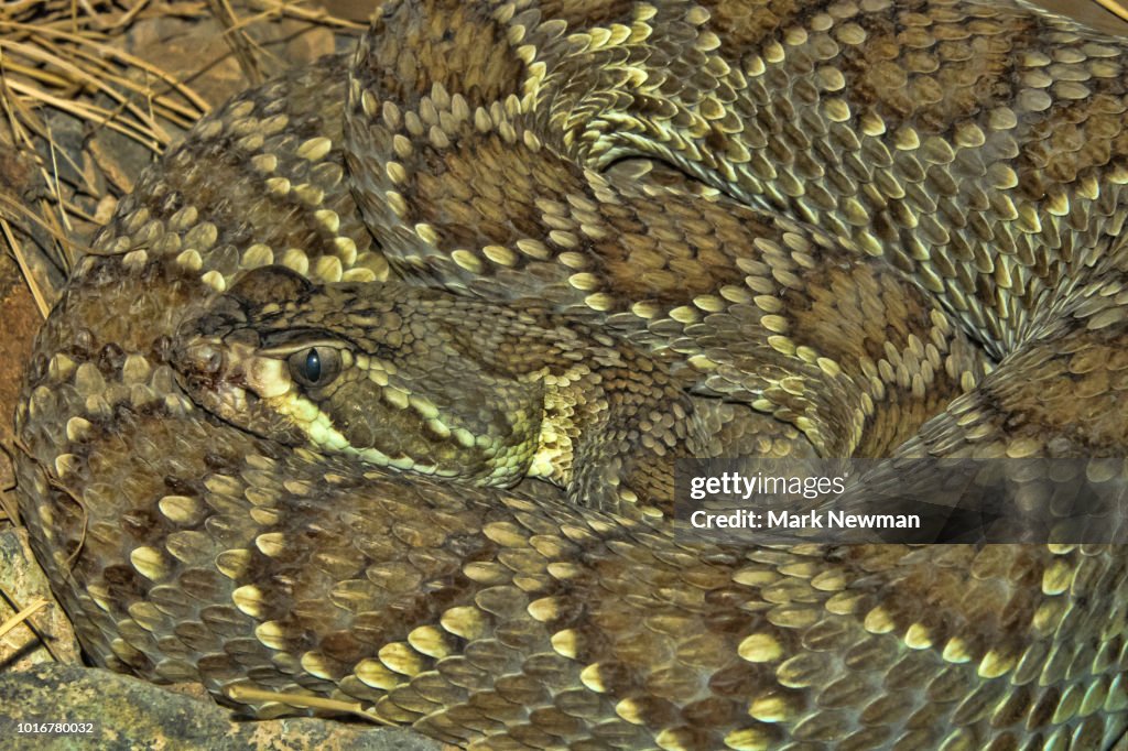 Mojave Rattlesnake