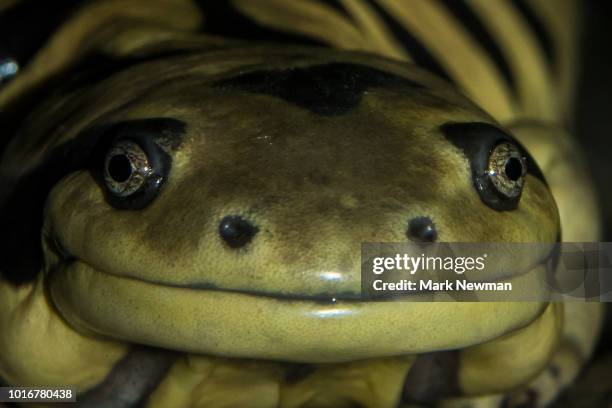 tiger salamander - newt stock pictures, royalty-free photos & images