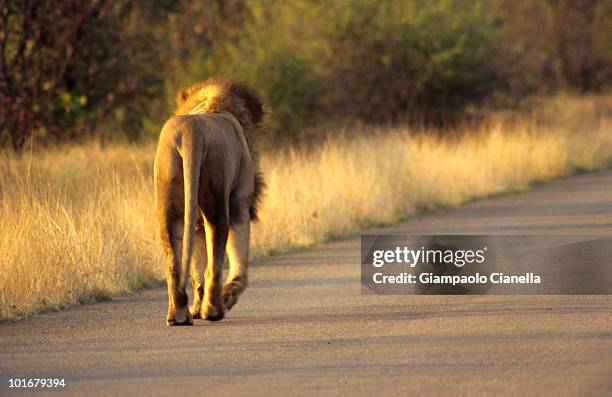 760 Lion Back View Stock Photos, High-Res Pictures, and Images - Getty ...