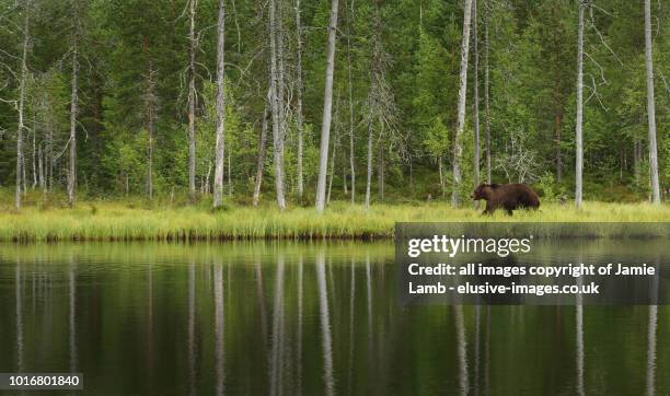 eurasian brown bear with water reflection , taiga, finland - taiga stock-fotos und bilder