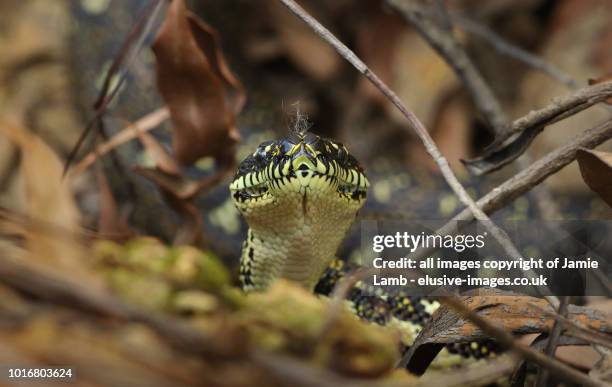 Diamond Python Photography Diamond Python Photos and Premium High Res Pictures - Getty Images