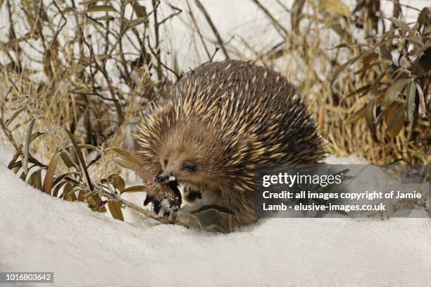 short-beaked echidna in the snow - spiny anteater stock pictures, royalty-free photos & images