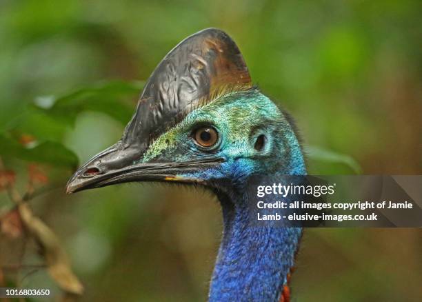 southern cassowary headshot, queensland - cassowary stock pictures, royalty-free photos & images