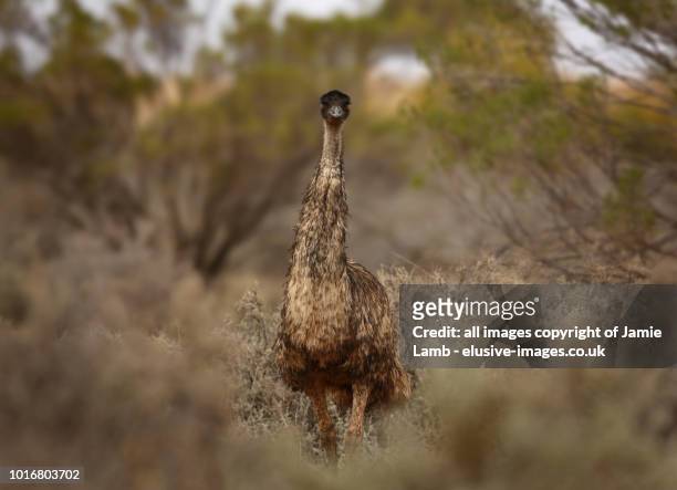 emu in the australian outback - emu stock-fotos und bilder