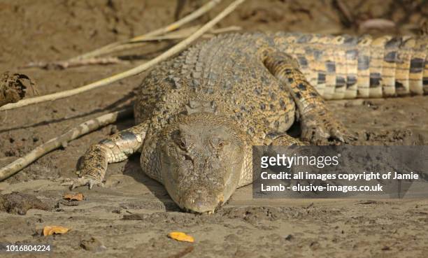 australian saltwater crocodile bathing - crocodile stock pictures, royalty-free photos & images