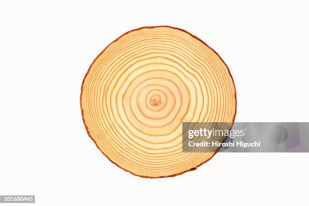 tree trunk, cross-section, annual rings - querschnitt baum stock-fotos und bilder