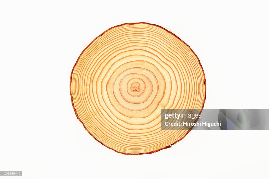 Tree trunk, cross-section, annual rings