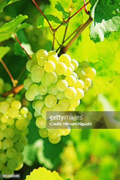 white wine grapes in vineyard - witte druif stockfoto's en -beelden