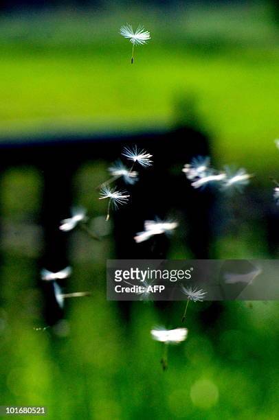 Wind carries away the seeds of a blowball in Ribbeck, eastern Germany, on June 6, 2010. AFP PHOTO MAURIZIO GAMBARINI GERMANY OUT