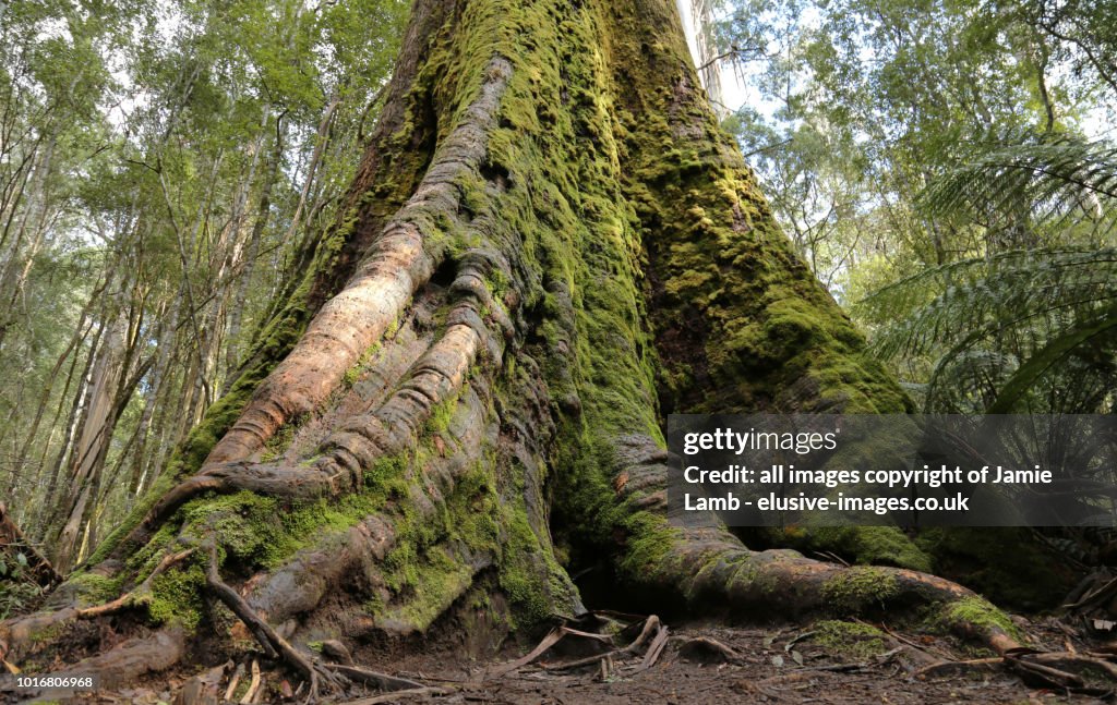 Giant Swamp Gum in Mt Field National Park, Tasmania