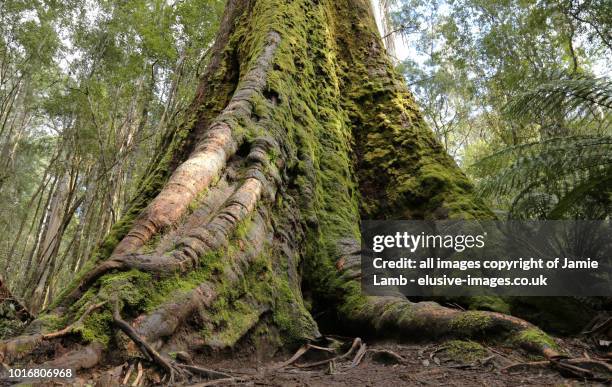 giant swamp gum in mt field national park, tasmania - watershed 2017 stock pictures, royalty-free photos & images