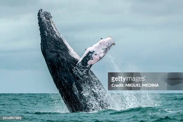 Humpback whale jumps in the surface of the Pacific Ocean at the Uramba Bahia Malaga National Natural Park in Colombia, on August 12, 2018. - Humpback...