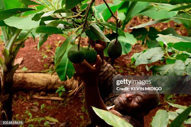 This photo taken on July 25 shows 73 year-old Kenyan avocado farmer Simon Kimani tending to his crop in Kandara, central Kenya. - Before venturing...