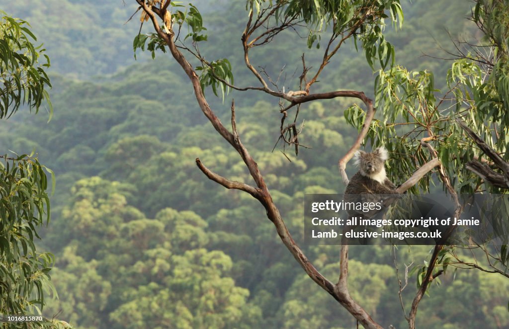 Koala up a tree with forest background.