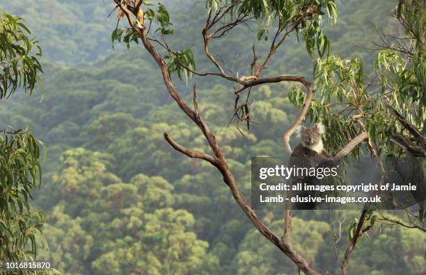 koala up a tree with forest background. - australian forest stock pictures, royalty-free photos & images