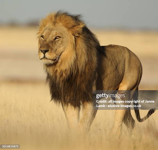 male lion portrait, etosha national park - lion africa stock pictures, royalty-free photos & images