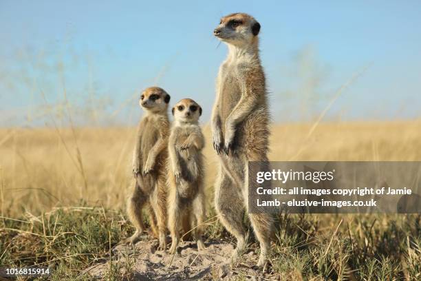 meerkat family standing to attention, botswana - vrouwtjesdier stockfoto's en -beelden