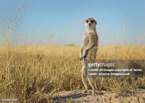 meerkat on the lookout - erdmännchen stock-fotos und bilder