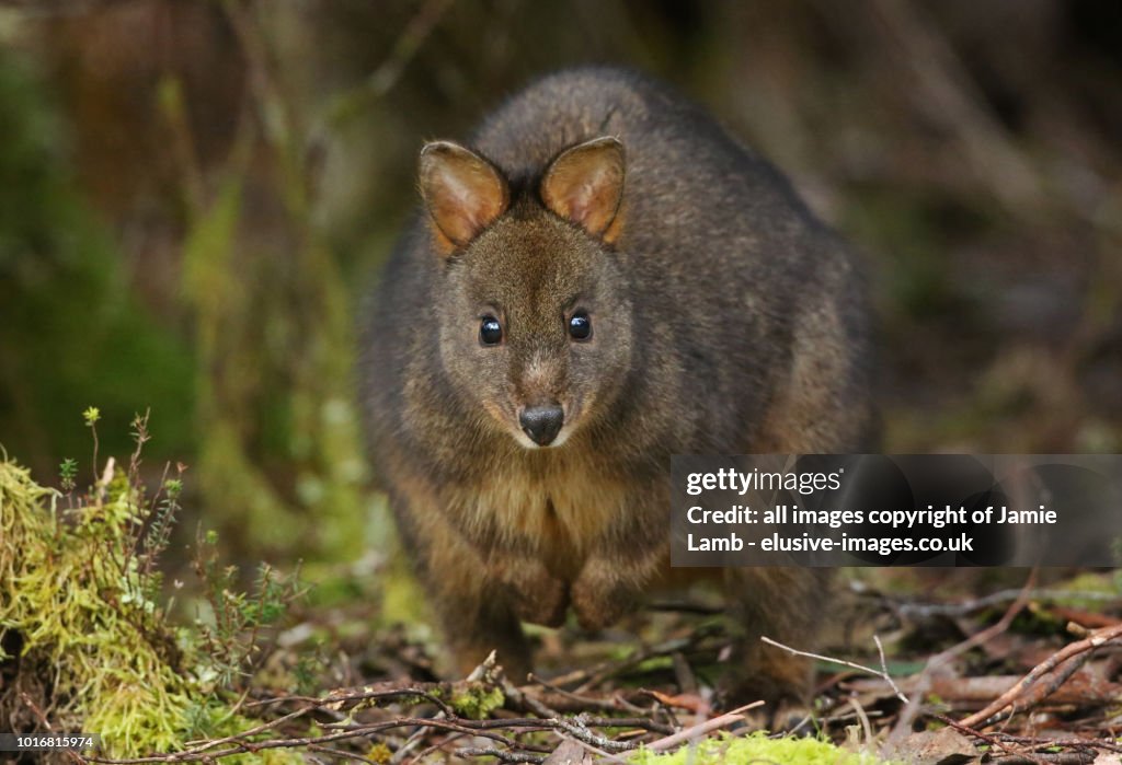 Tasmanian pademelon front view, Cradle Mountain National Park
