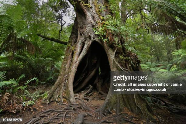 hollow tree of maits rest rainforest walk, of the great otway national park - hollow stock pictures, royalty-free photos & images