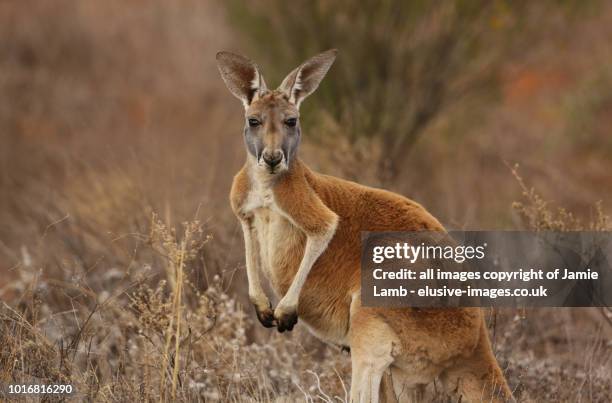red kangaroo portrait in australian outback - kangaroo stockfoto's en -beelden