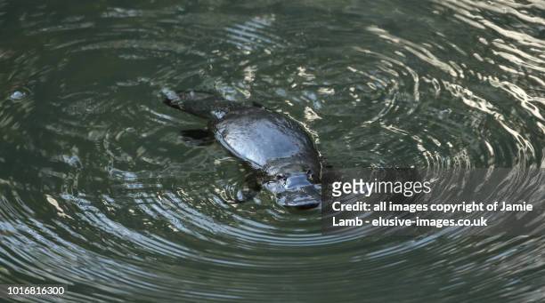duck-billed platypus in the water, queensland - duck billed platypus stockfoto's en -beelden