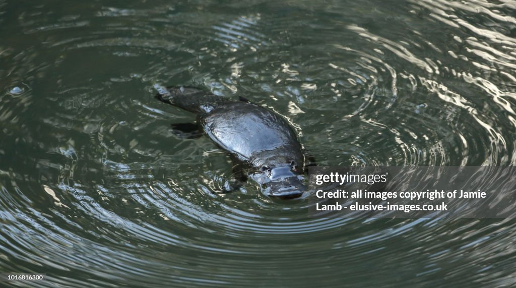 Duck-Billed Platypus in the water, Queensland