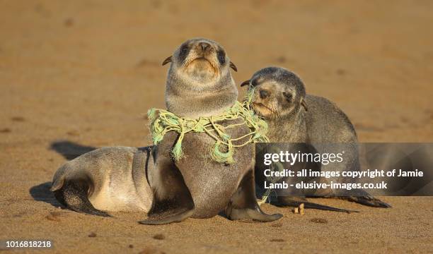 seal pup choking on fishing line - 海 汚染 ストックフォトと画像