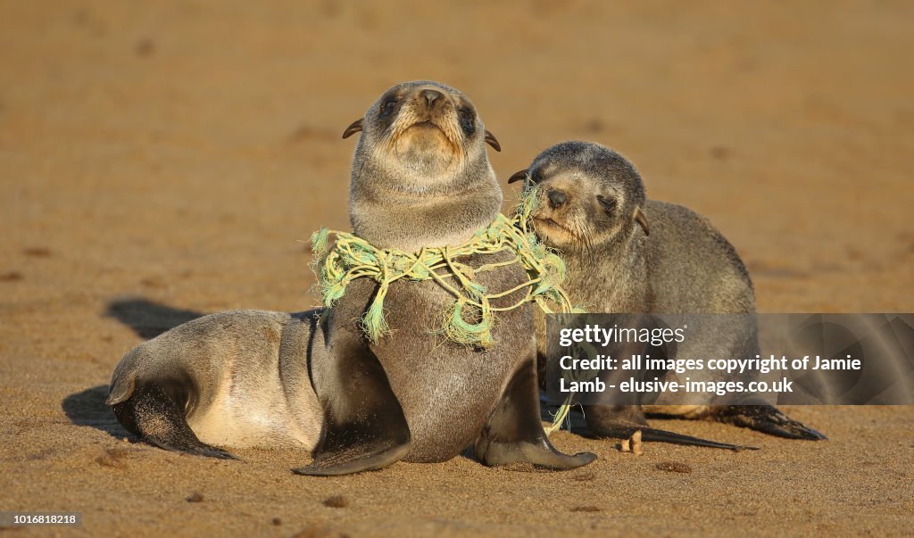 Seal Pup choking on Fishing line