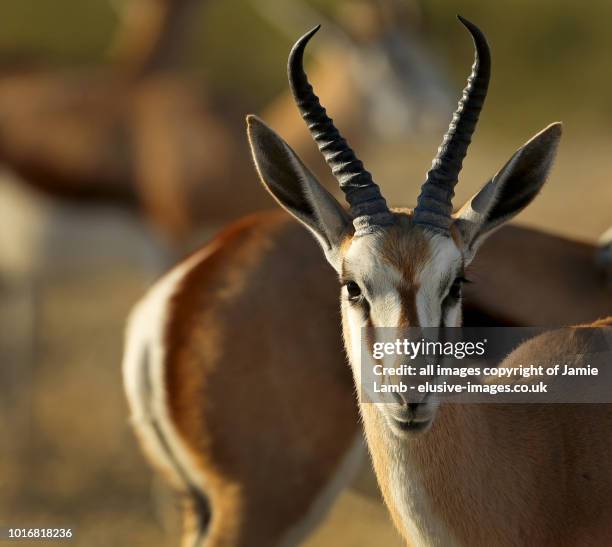 portrait of a springbok among the herd - cabra de leque imagens e fotografias de stock