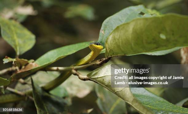 green tree snake on the daintree river, queensland, australia - daintree australia stock pictures, royalty-free photos & images