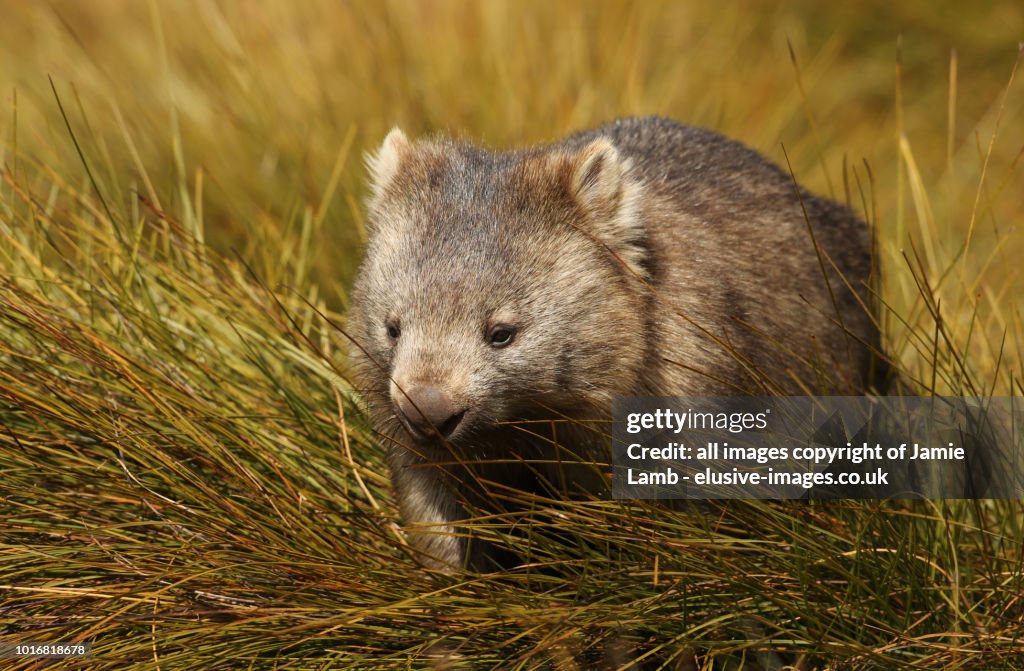 Wombat In Tasmania