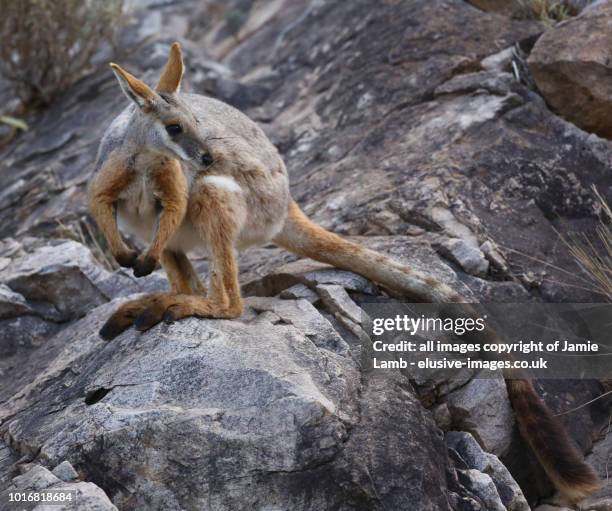 yellow-footed rock-wallaby on rocks - kangaroo island stock pictures, royalty-free photos & images