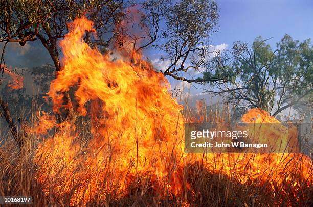 bush fire, northern territory,  australia - australian fire stock pictures, royalty-free photos & images