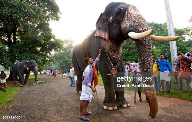 Elephant Ritual 32 Kerala Elephant Feeding Stock Photos, High-Res Pictures, and Images ...