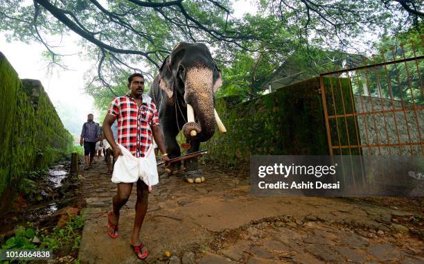 Elephant Ritual 32 Kerala Elephant Feeding Stock Photos, High-Res Pictures, and Images ...